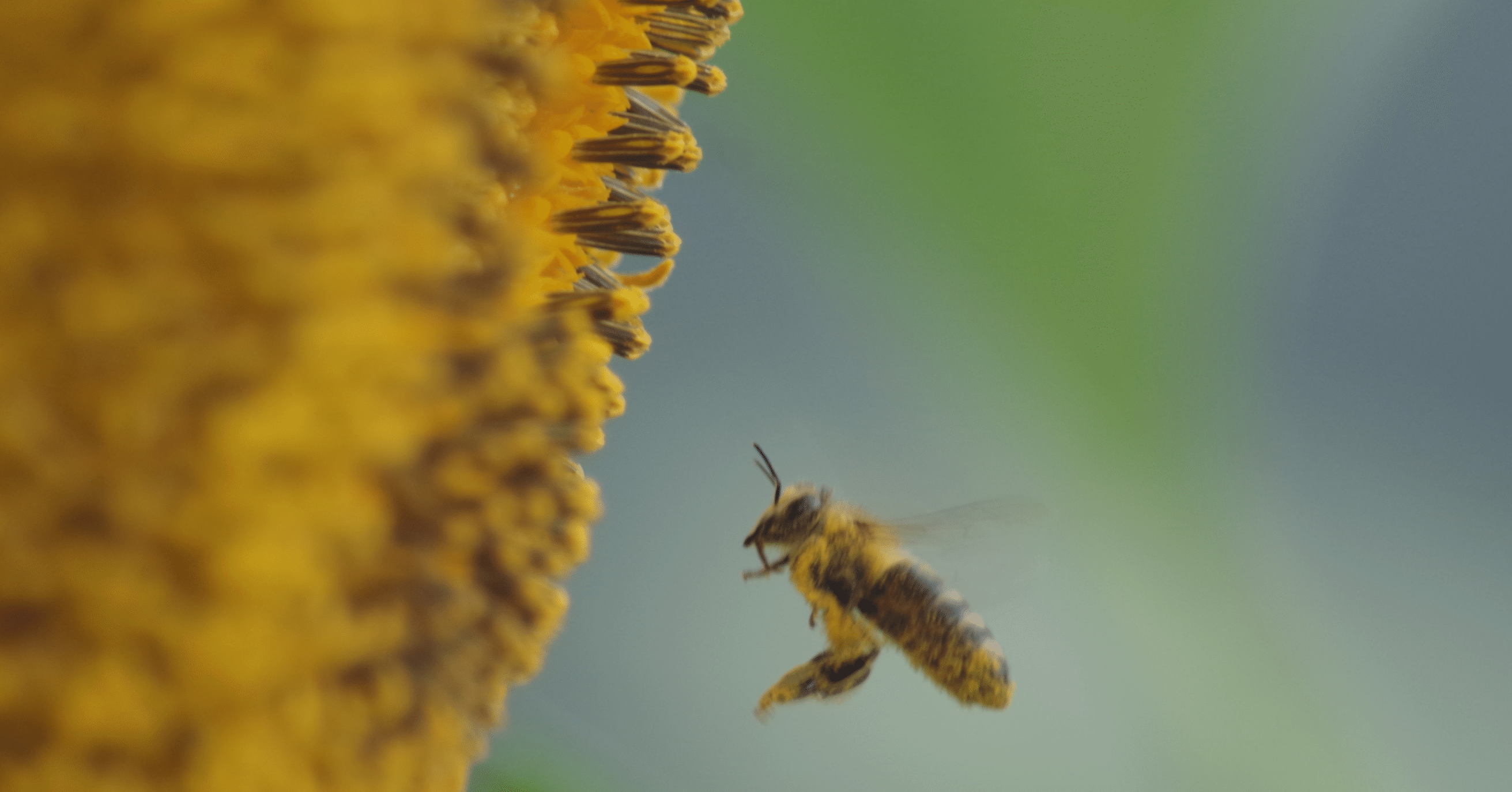 花粉まみれの蜜蜂 佐用のひまわり畑 とも Note 花粉まみれの蜜蜂 佐用のひまわり畑 とも Note