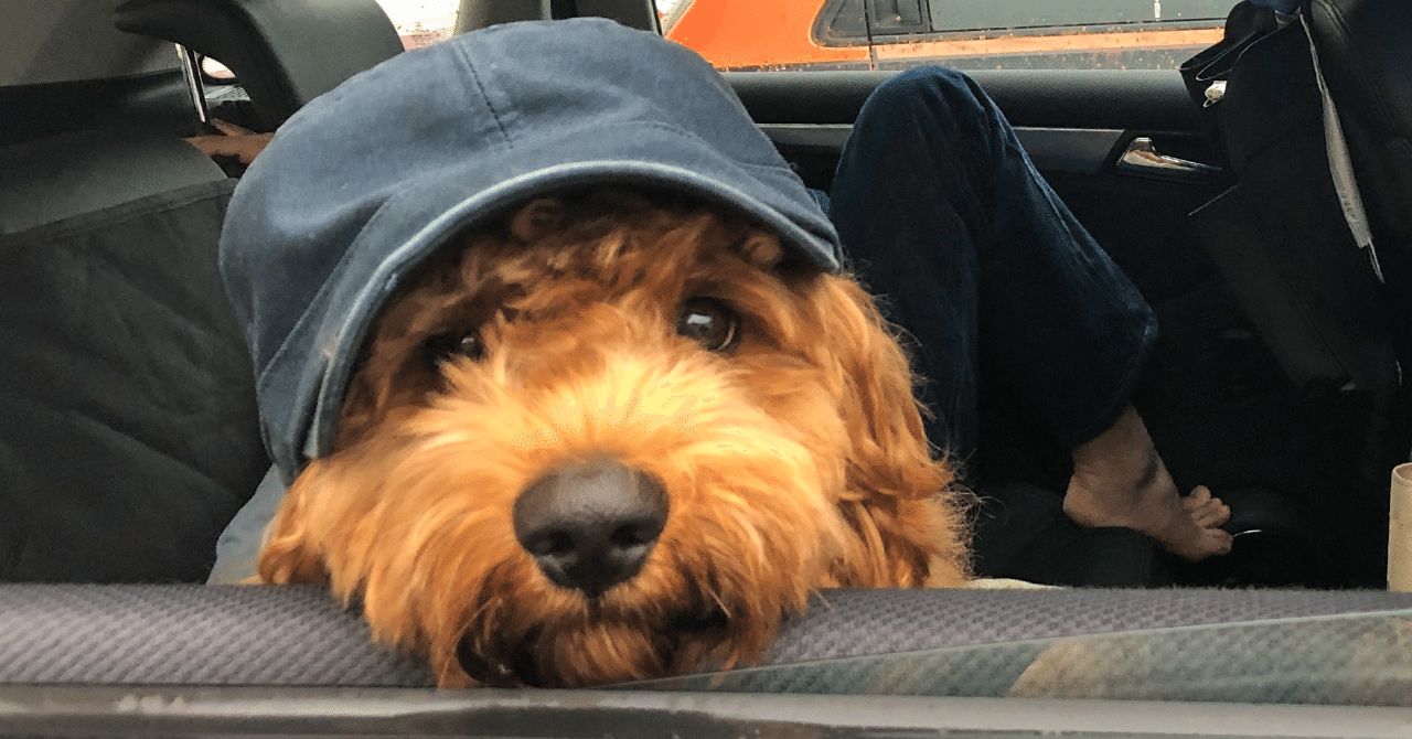Iphoneのcmでプールに飛び込む犬は何犬 ワンパー Note