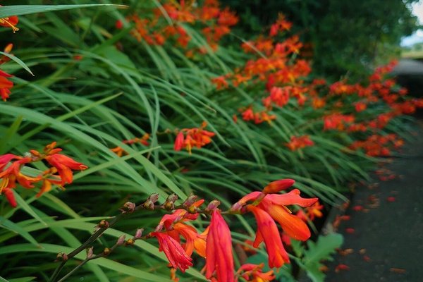 ヒオウギスイセン の新着タグ記事一覧 Note つくる つながる とどける ヒオウギスイセン の新着タグ記事一覧 Note つくる つながる とどける