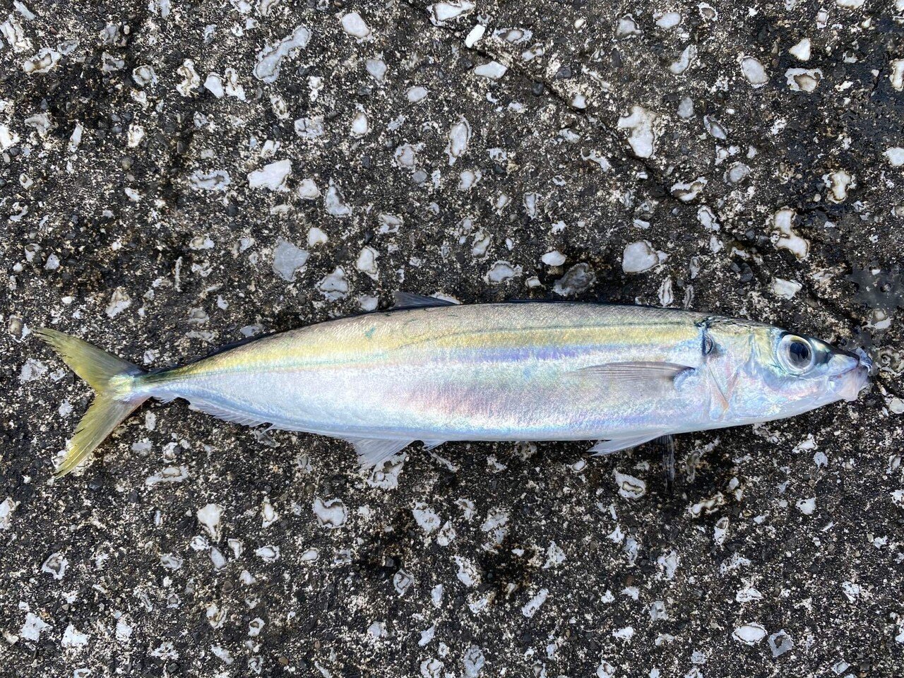 八丈島でマグロを狙う旅 八丈島の釣りの基本はムロアジ ネットラヂオ旅の鳴る木 Note