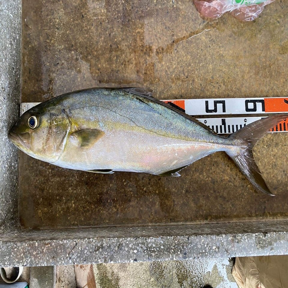 八丈島でマグロを狙う旅 八丈島の釣りの基本はムロアジ ネットラヂオ旅の鳴る木 Note