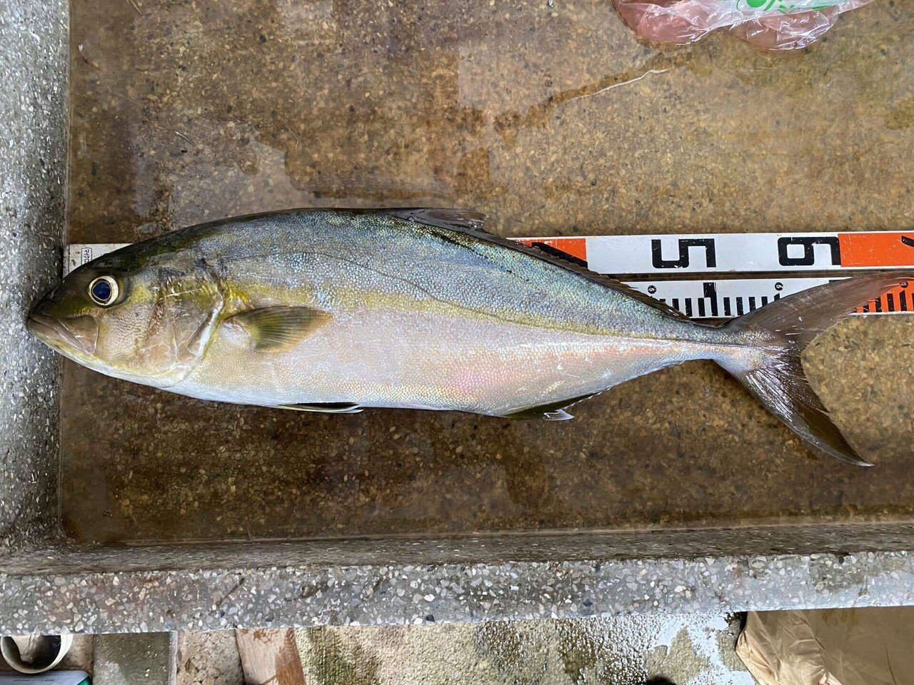 八丈島でマグロを狙う旅 八丈島の釣りの基本はムロアジ ネットラヂオ旅の鳴る木 Note 八丈島でマグロを狙う旅 八丈島の釣りの基本はムロアジ ネットラヂオ旅の鳴る木 Note