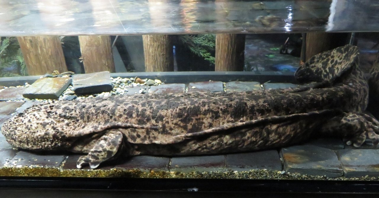 【WEB限定】 オオサンショウウオはなぜ生きた化石と呼ばれるか（2019/6/8初出 その他