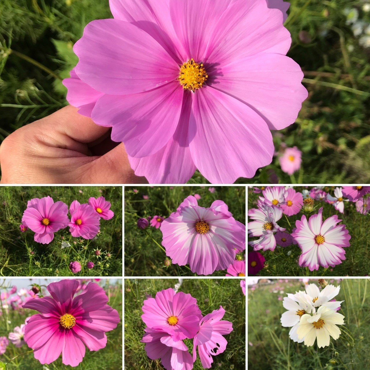 コスモスの交配記録｜黒大根くん2.0