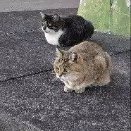 かちょ