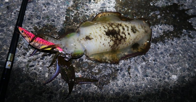 秋はイカ釣りの季節 八重樫剛 Note