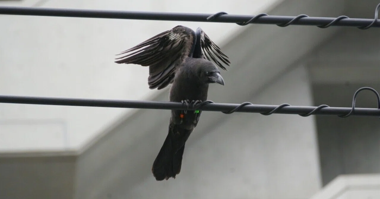 地面に下りちゃったカラスの雛を現状復帰させる Vol 1 Makikon Npo法人札幌カラス研究会 Note