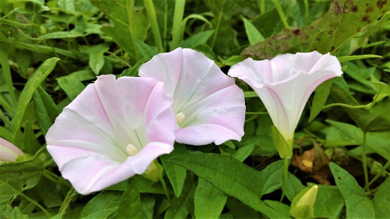 7月17日 こんにちは ポン太です 今日の誕生花の紹介です 誕生花 ヒルガオ 花言葉 絆 親しい付き合い 今日が誕生日の人は検索してみてください ポン太 人と人を繋ぐカウンセラー Note