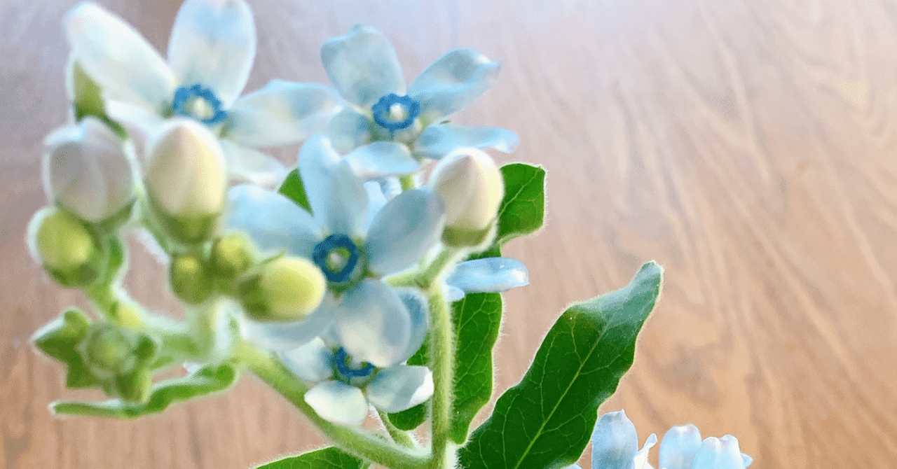 勝手に花言葉 ブルースター 三毛亭穂翠 Note 勝手に花言葉 ブルースター 三毛亭穂翠 Note