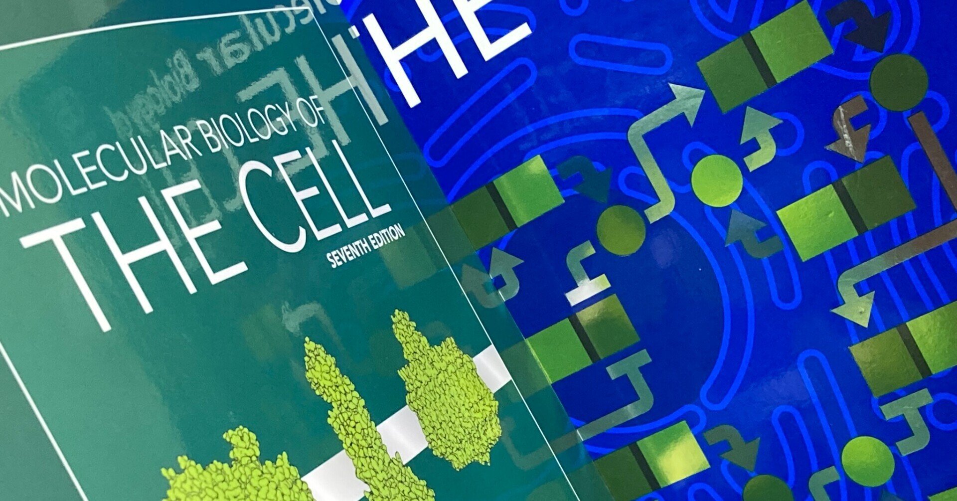 細胞の分子生物学、8年ぶりの改訂第7版。｜Rami (رامي)