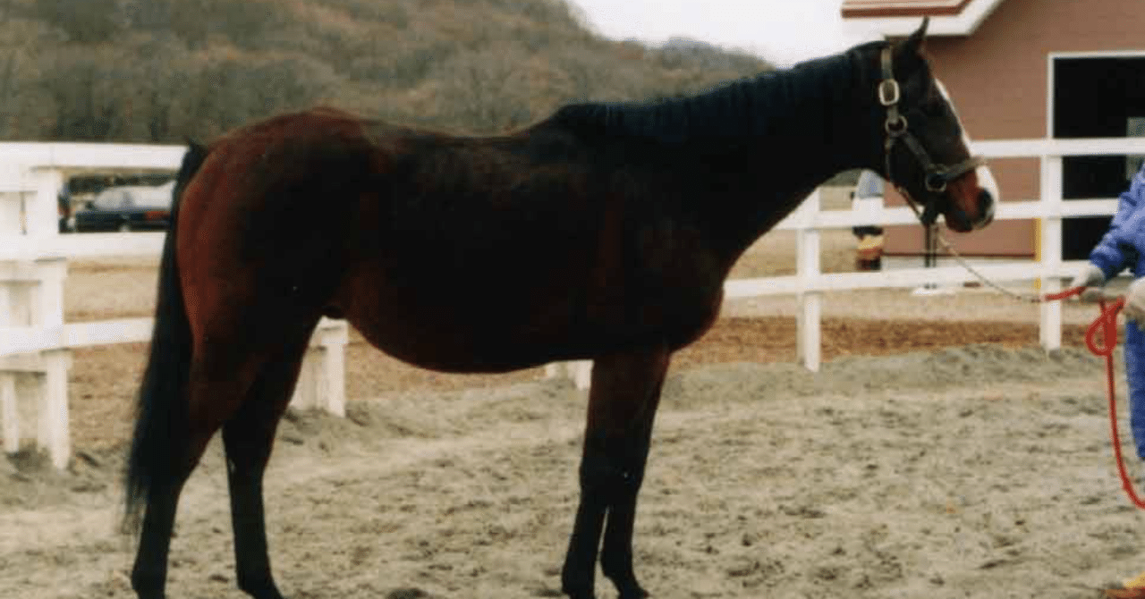 社台グループ繁殖牝馬名鑑2003〜2018（16冊） 社台グループ繁殖牝馬名鑑2003〜2018（16冊）