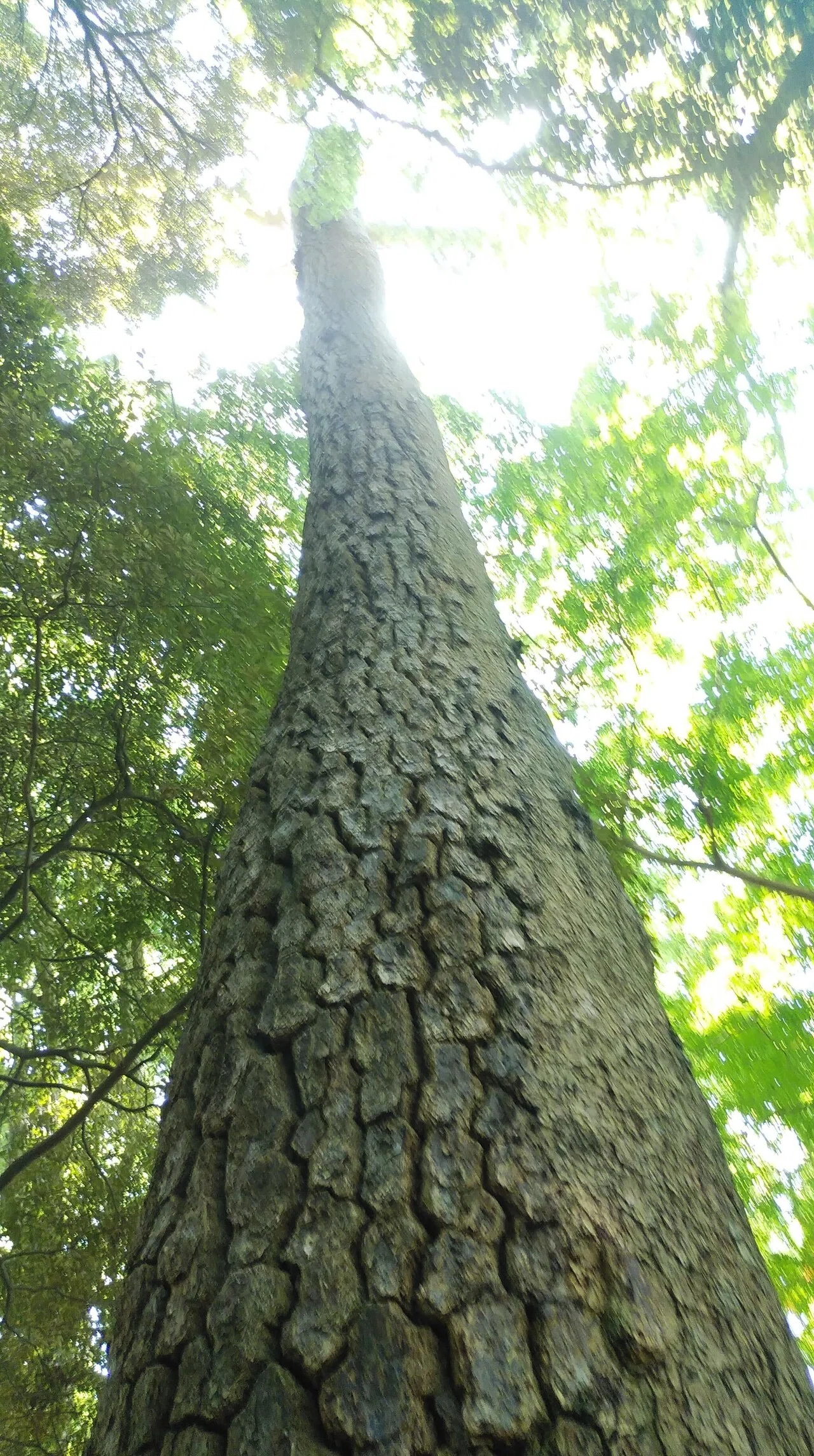 真鶴半島の樹木のこと｜たまくまきょうこ