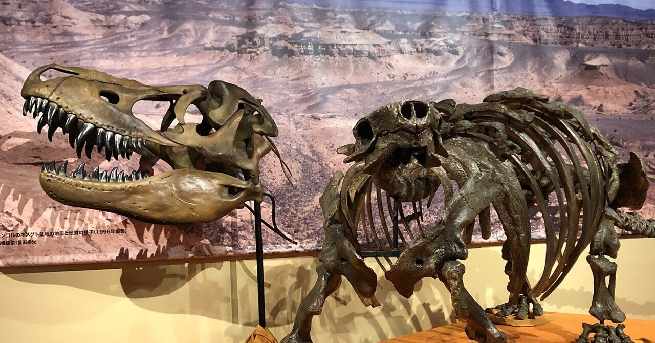 化石ハンター展でゴビ砂漠の恐竜に出会う！｜化石ショップ◎エルフード