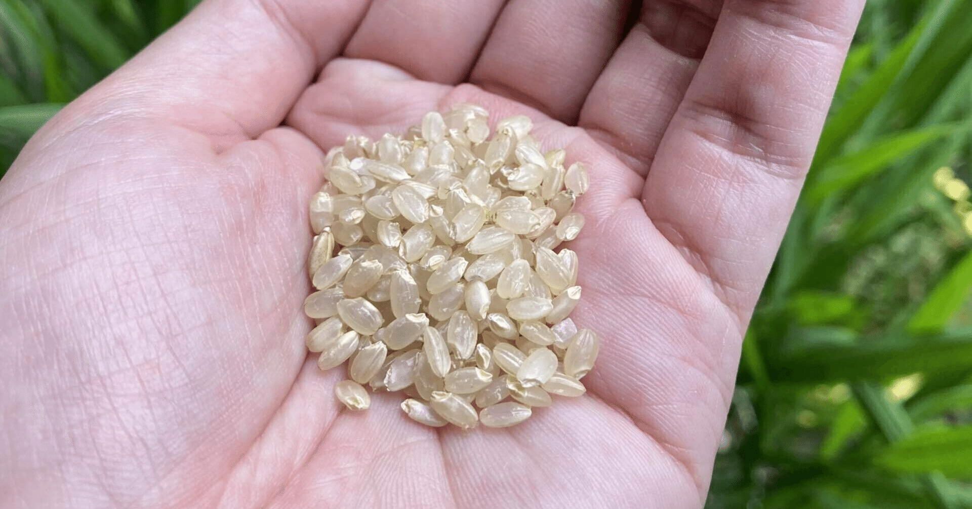 米虫 コクゾウムシ との戦い くみた柑 Note