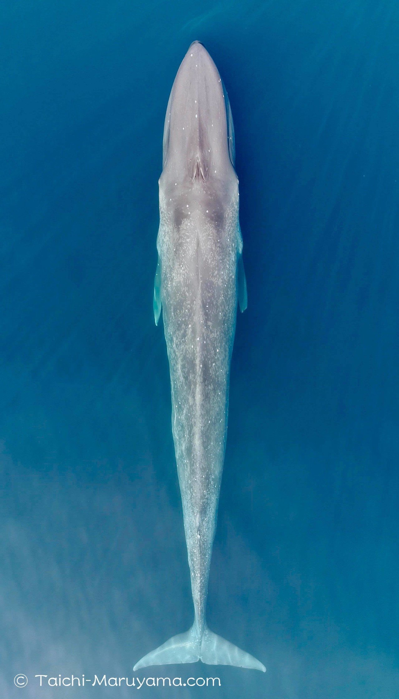 東ティモールのシロナガスクジラ鯨 スリランカとは生態や環境が全然違っていて とてもとても興味深いです 他にもユメゴンドウ コビレゴンドウ サラワクイルカなどなど色々な生物が豊富にいて 非常に豊かな海 丸山太一 Taichi Maruyama Note