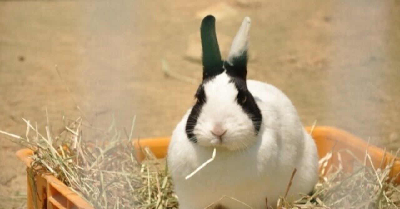 ウサギの欺瞞｜Hitomi Nishiyama 西山瞳