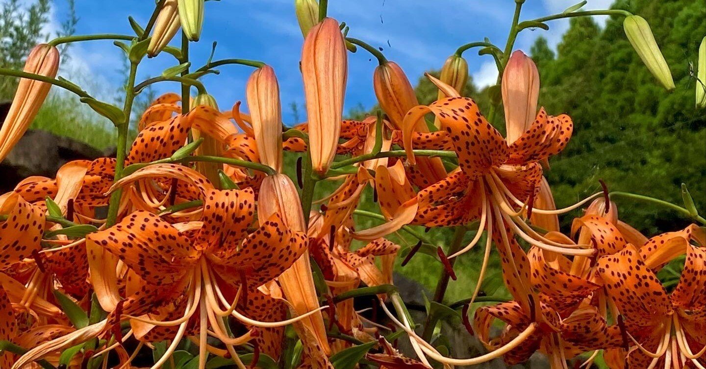 591204bb8c4142d1d23c44d385ad81