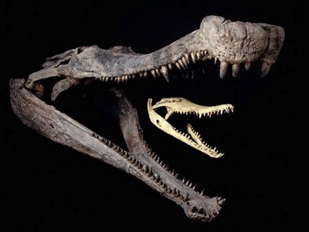 化石 骨格 標本 恐竜 超巨大種 ワニ 美麗歯 | www.mdh.com.sa