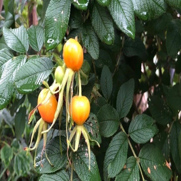 ハマナスの実 ゆのきりょうこ Note