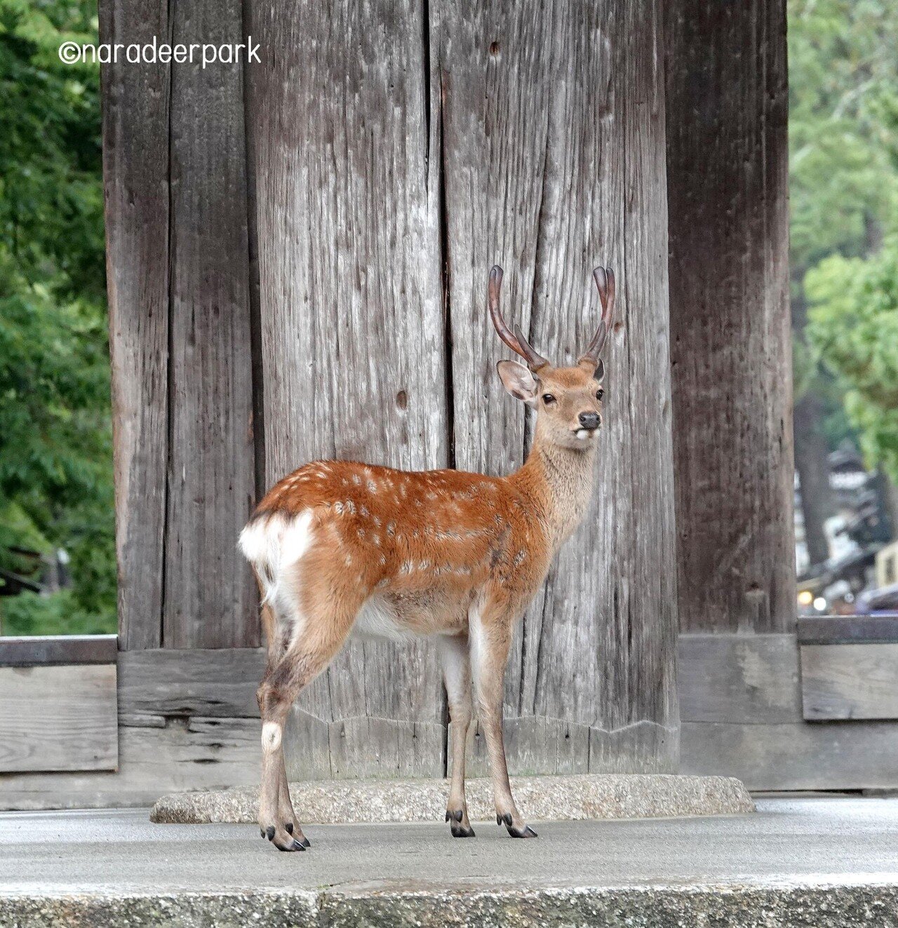 カッコいい 奈良公園の鹿 Note