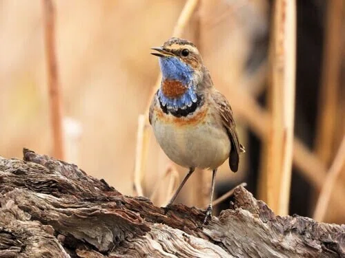 The 2137th Encyclopedia of Japanese Bird Names (A-row)｜翆野 大地
