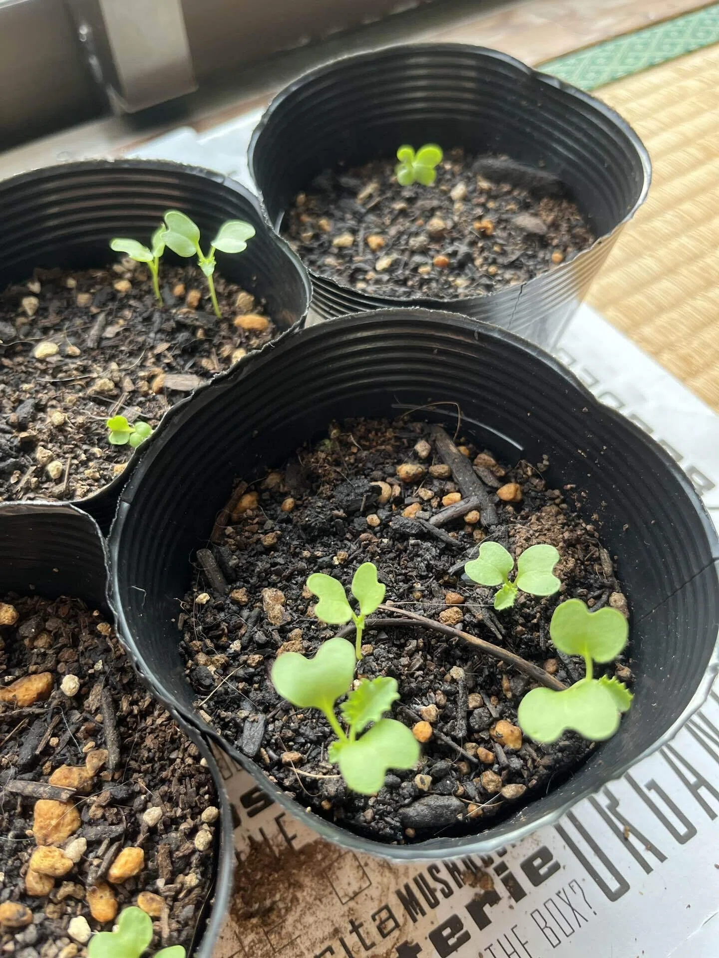 やっと晴れた。 ケールの種まき。去年もこの時期からケールの苗作りを