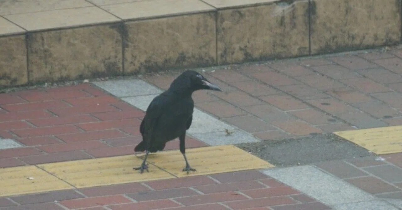 地面に下りちゃったカラスの雛を現状復帰させる Vol 2 Makikon Npo法人札幌カラス研究会 Note