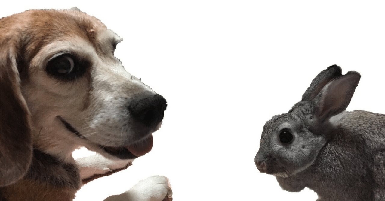 ウサギと犬 の新着タグ記事一覧 Note つくる つながる とどける