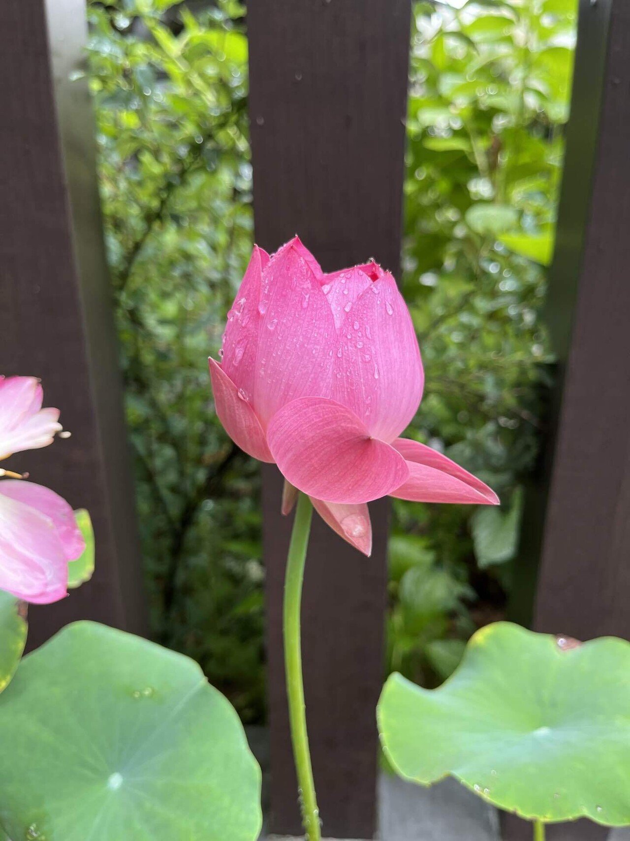 おはようございます 7月の誕生花は 蓮 はす の花 英語では ロータス Lotus です そういえば 蓮は泥より出でて泥に染まらず という言葉がありました 蓮は泥水の養分を吸って大輪の花が咲く 櫻田弘文 ブランディング プロデューサー Note
