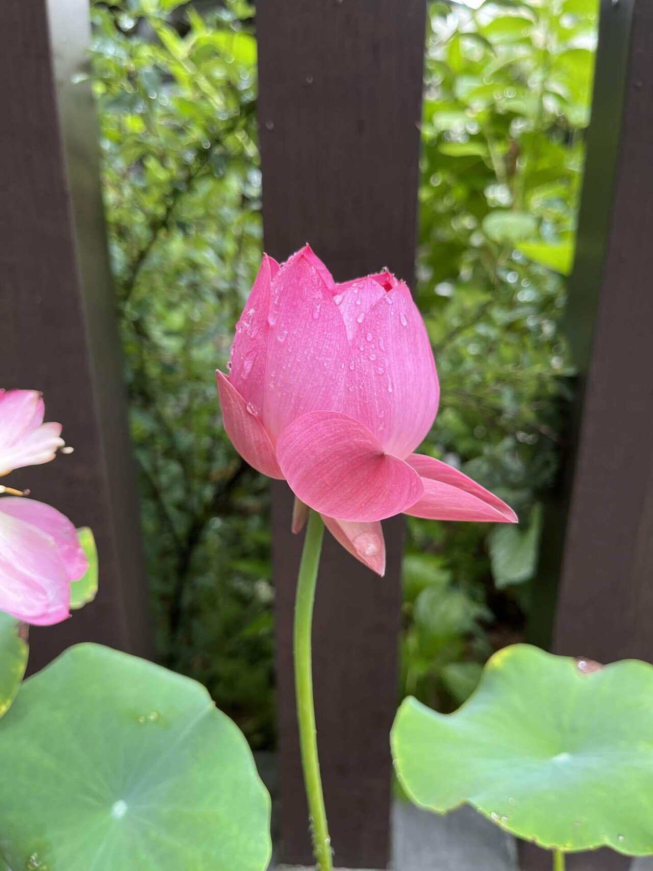 おはようございます 7月の誕生花は 蓮 はす の花 英語では ロータス Lotus です そういえば 蓮 は泥より出でて泥に染まらず という言葉がありました 蓮は泥水の養分を吸って大輪の花が咲く 櫻田弘文 ブランディング プロデューサー Note おはようございます 7月の誕生花は 蓮 はす の花 英語では ロータス Lotus です そういえば 蓮 は泥より出でて泥に染まらず という言葉がありました 蓮は泥水の養分を吸って大輪の花が咲く 櫻田弘文 ブランディング プロデューサー Note