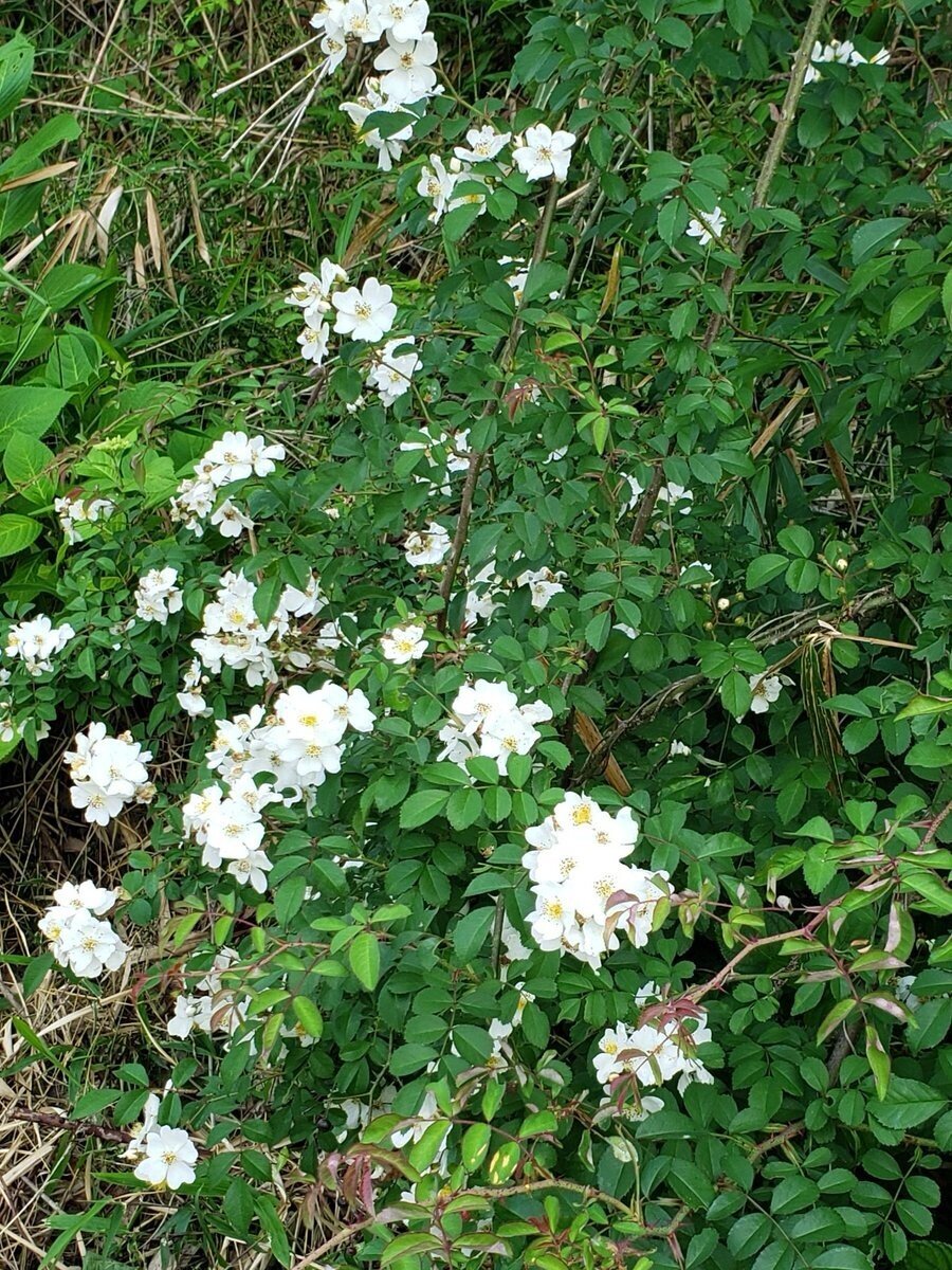野薔薇 の新着タグ記事一覧 Note つくる つながる とどける