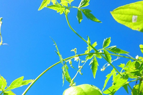 フウセンカズラの花言葉永遠にあなたと一緒に飛びたいあなたと飛びたい の新着タグ記事一覧 Note つくる つながる とどける フウセンカズラの花言葉永遠にあなたと一緒に飛びたいあなたと飛びたい の新着タグ記事一覧 Note つくる つながる とどける