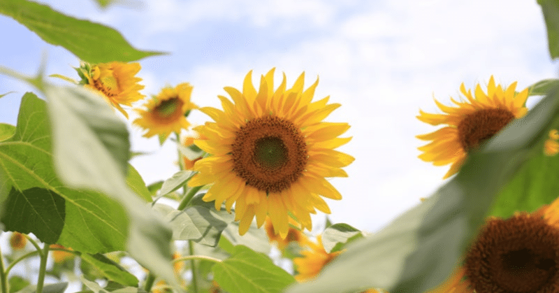 この夏叶えたいこと。🐬🌻