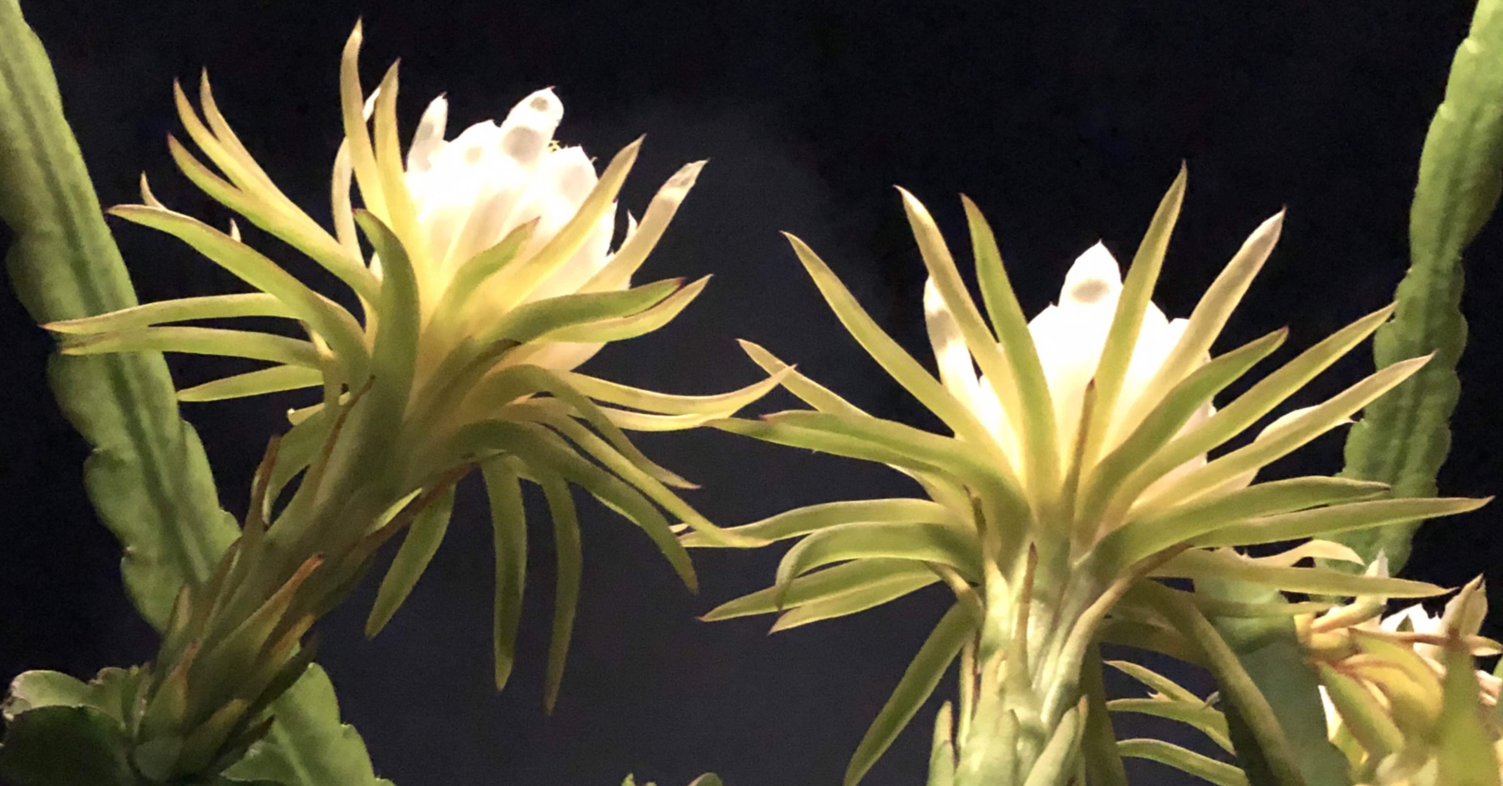 月が注ぐ花 第四十二話 立冬の花あしらい「秋明菊」 | 二十四節気の花あしらい