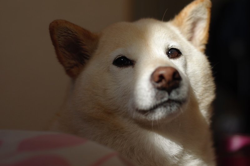 私の犬について じゅんじゅん Note 私の犬について じゅんじゅん Note