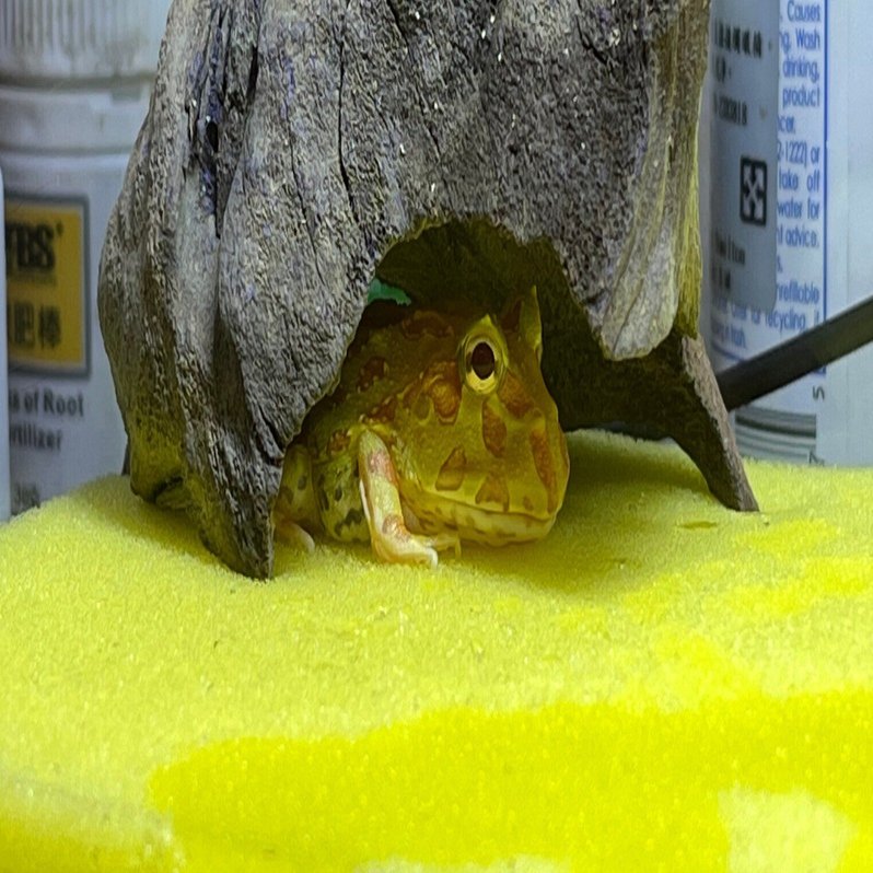 ツノガエルを飼い始めた Akuzume Note