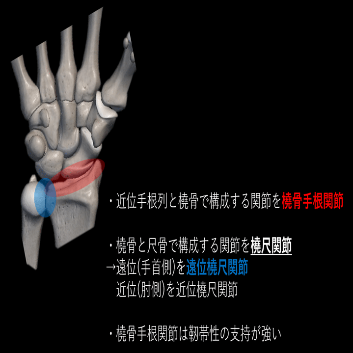 手関節の解剖と動態｜Asumi.Kumada