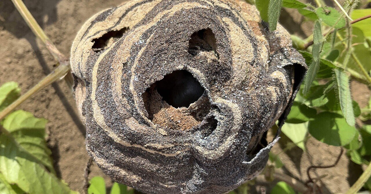 水田の畦畔管理79 蜂の巣を駆除する ゆき Note 水田の畦畔管理79 蜂の巣を駆除する ゆき Note