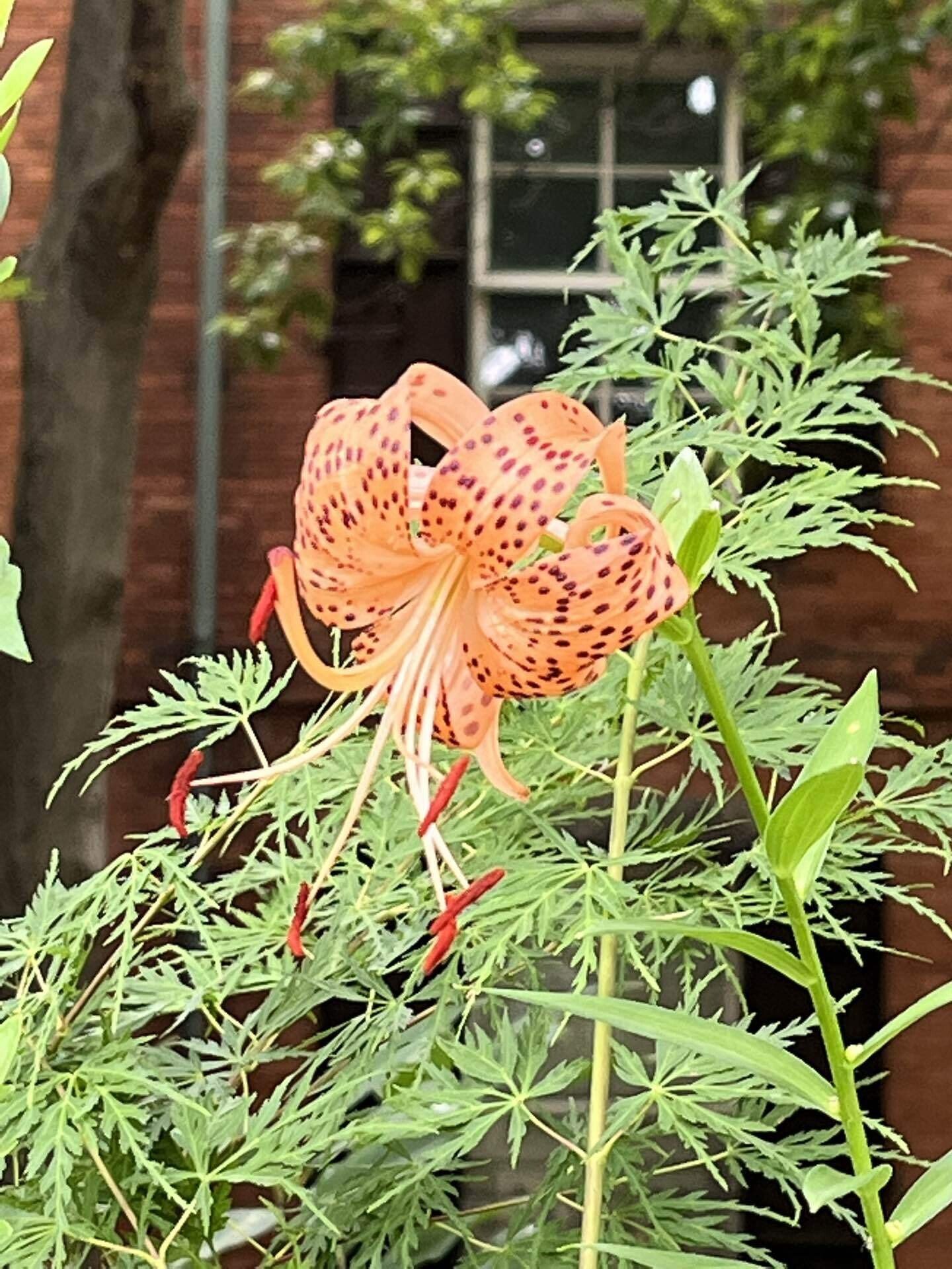 タイガーリリー の新着タグ記事一覧 Note つくる つながる とどける