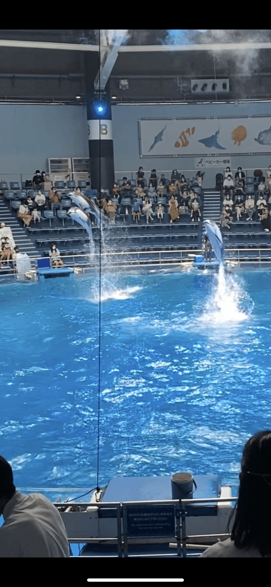 やってみよう6 マクセル品川 水族館 イルカショー ひとみん 松田仁美 Note