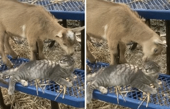 灰色ヤギ>という名の猫|ノリノリ