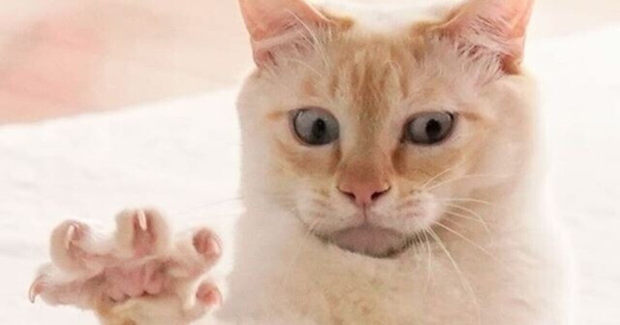 爆笑 猫劇場 おもしろ可愛いすぎるネコ画像でひと笑い 藤みと Note