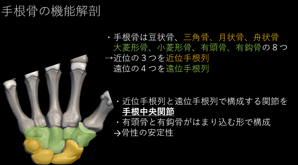 手関節の解剖と動態｜Asumi.Kumada