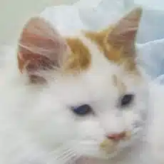 パイネコ