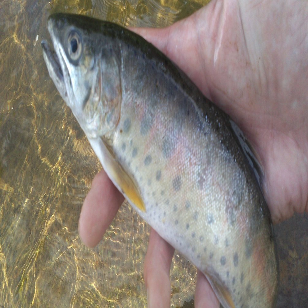 ヤマメの生態 おいかわ３ Note