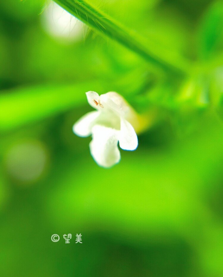 小さな花の愛おしさ❀.*･ﾟ