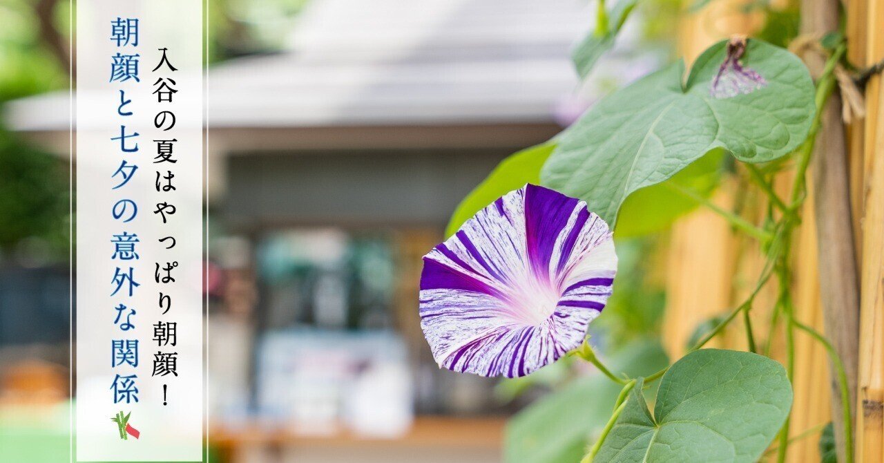 入谷の夏はやっぱり朝顔！ 朝顔と七夕の意外な関係とは🎋｜小野照崎神社