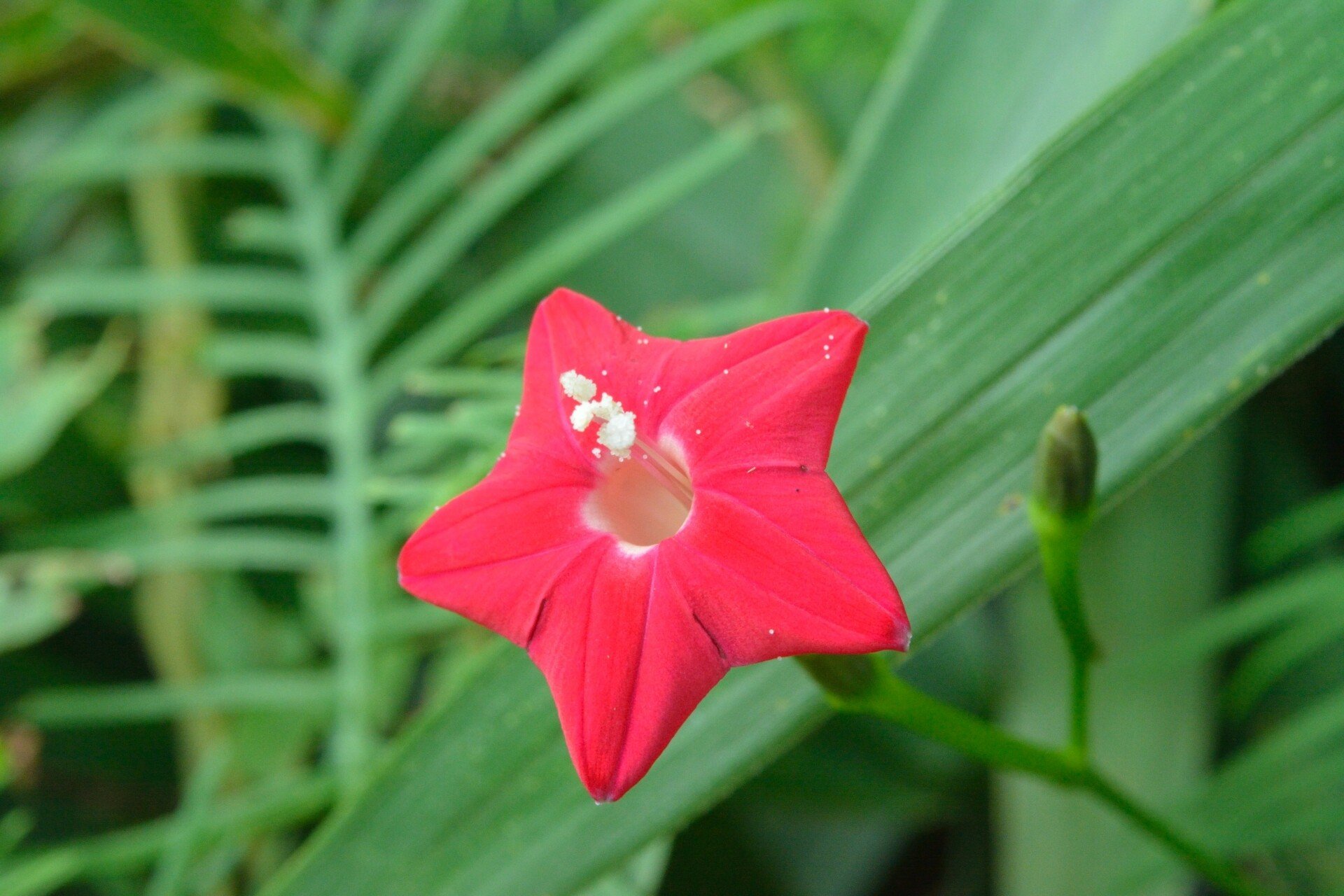 ルコウソウ の新着タグ記事一覧 Note つくる つながる とどける