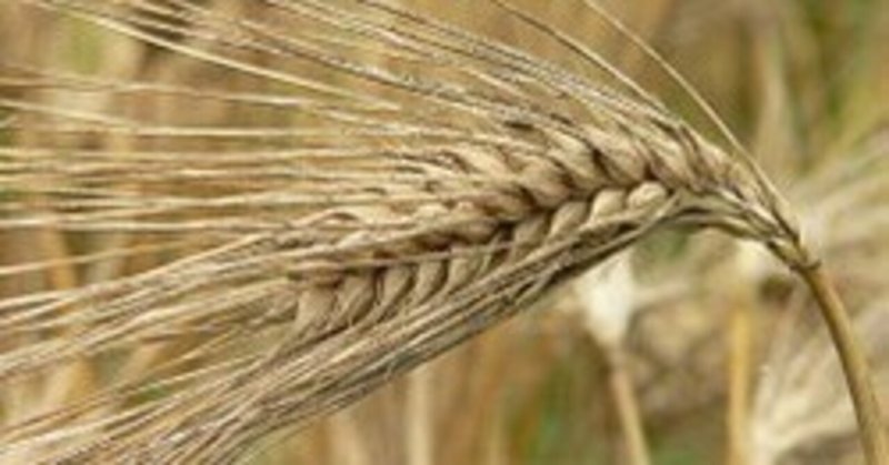 栽培植物のリスト　「大麦」の歴史