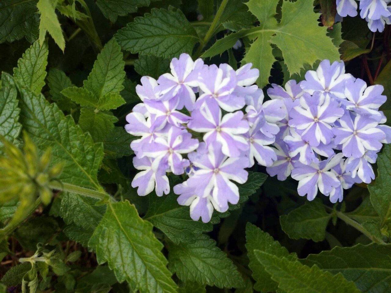 バーベナの紫色と白色の模様がとても可愛らしいです 春次賢太朗 Note